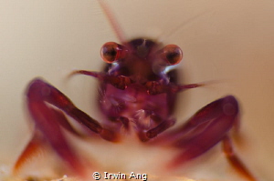 B O K E H 
Purple Shrimp (Periclimenes)
Anilao, Philipp... by Irwin Ang 